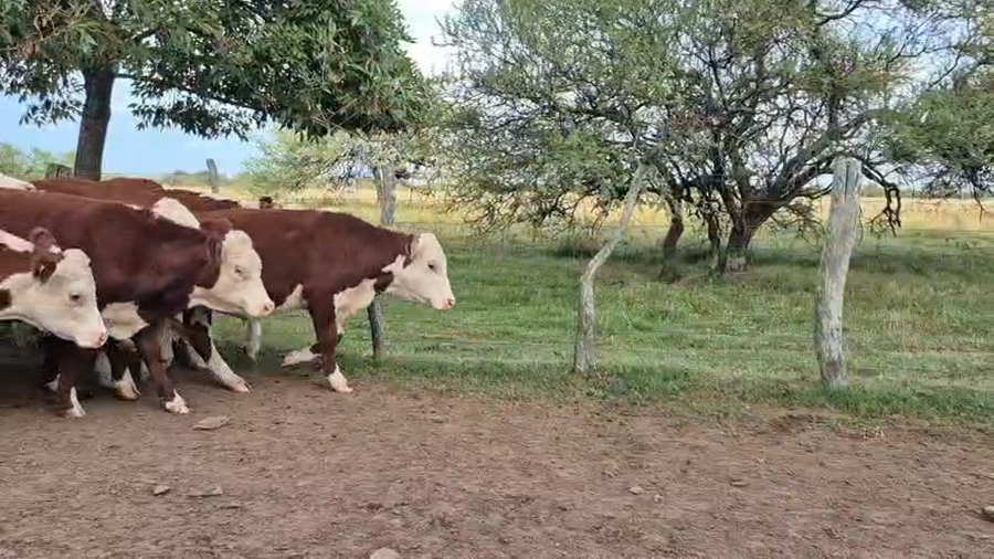 Lote 17 Novillos en Corrientes, Curuzu Cuatia