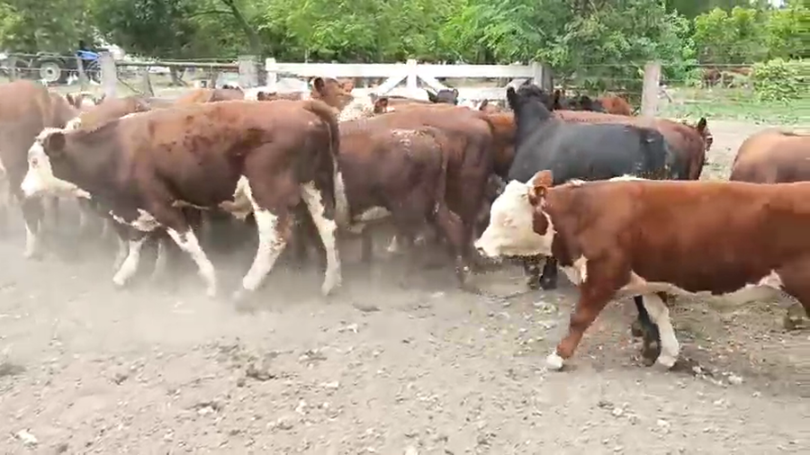 Lote 40 Terneros en San Salvador, Entre Ríos