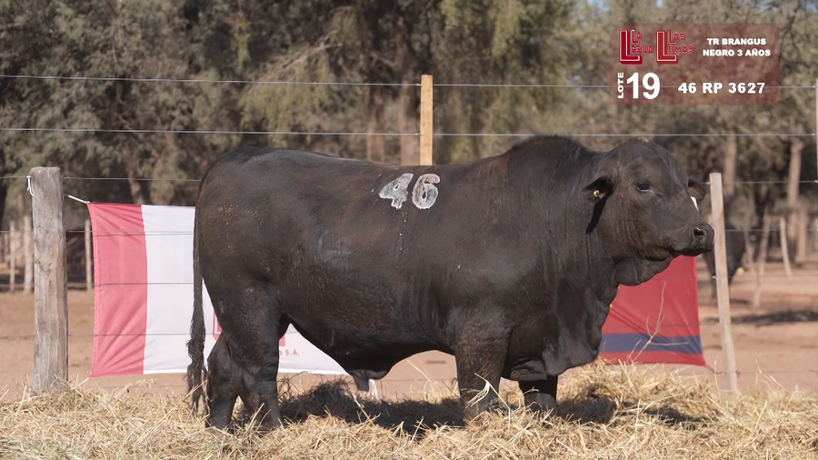 Lote BRANGUS NEGROS 3 AÑOS