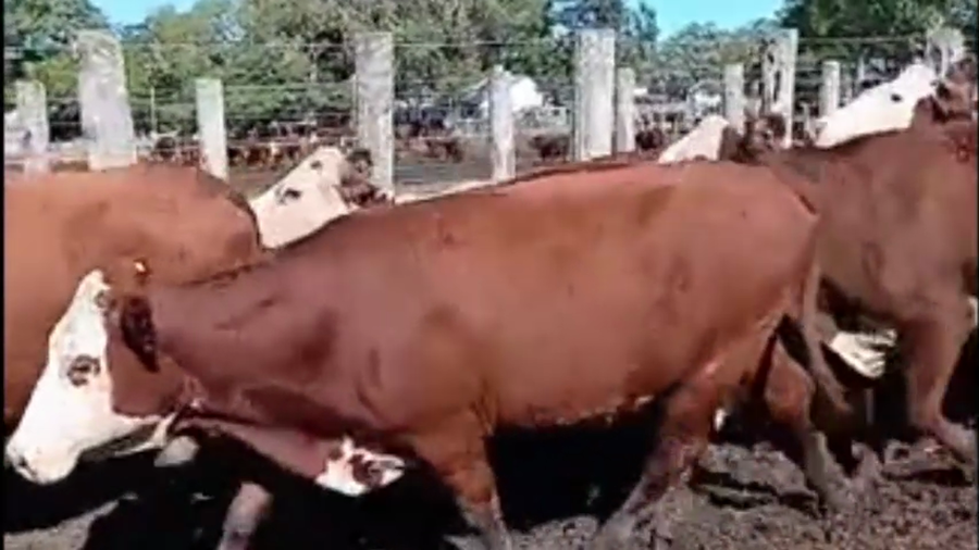 Lote 22 Vacas de invernar