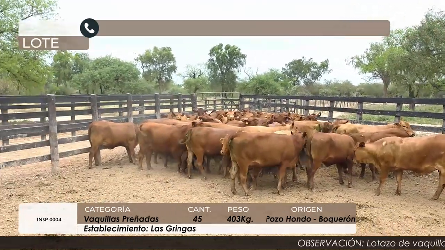 Lote Vaquillas preñadas