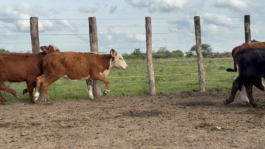 Lote 130 Terneros/as