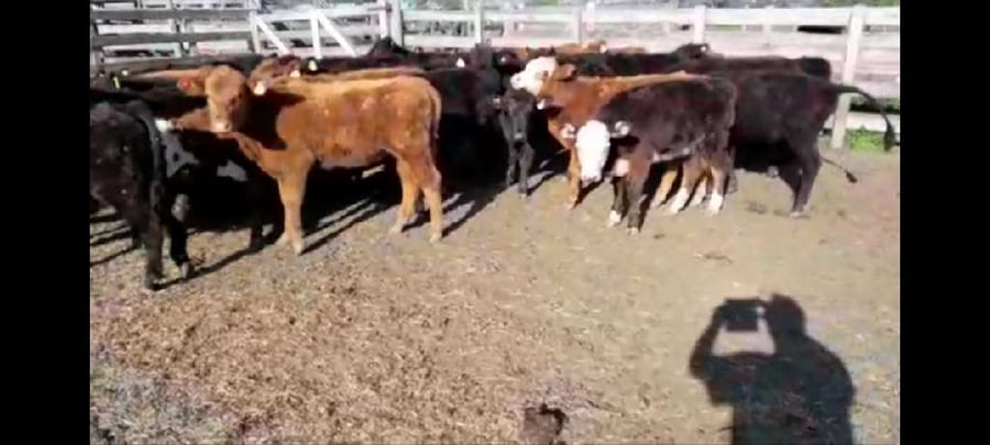 Lote 20 Terneros/as en Villaguay, Entre Ríos