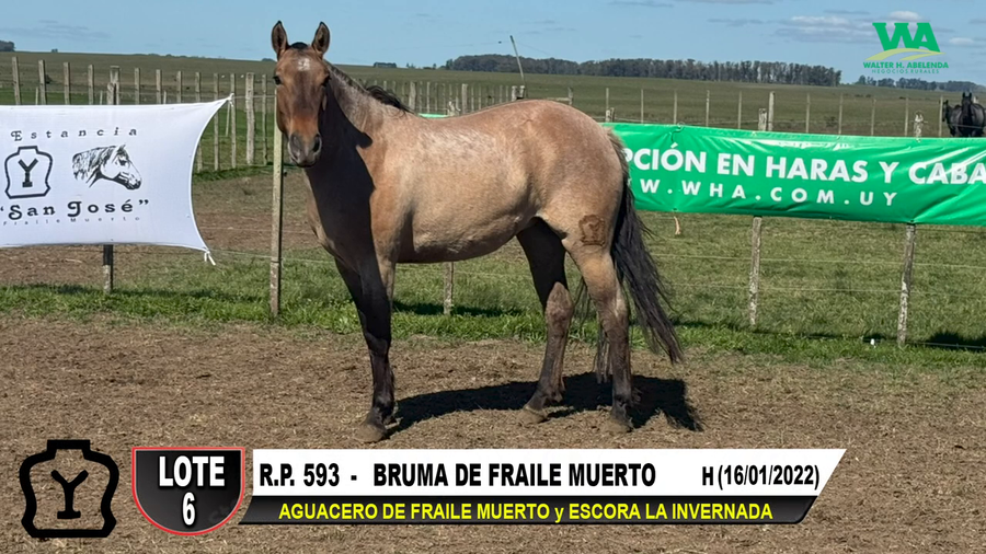 Lote BRUMA DE FRAILE MUERTO