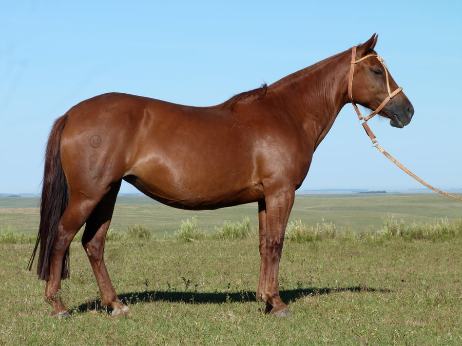 Lote Picaresca Salpay