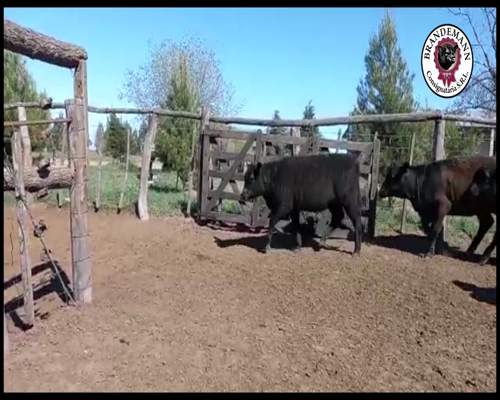 Lote 60 Vaquillonas de 240 Kg