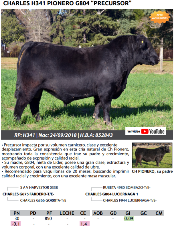 Lote TOROS PEDRIGREE