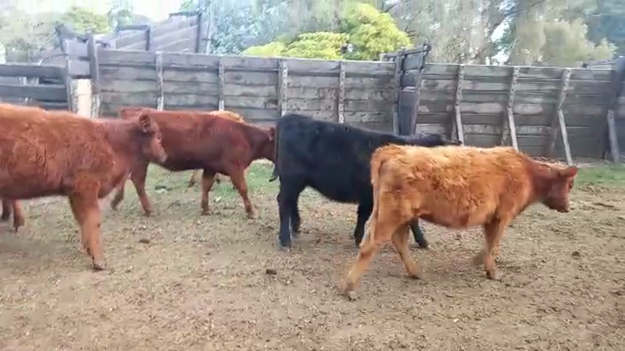 Lote 74 Terneras en 9 de Julio, Buenos Aires