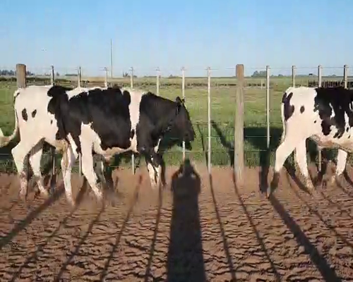 Lote 67 Novillitos Holando Argentino