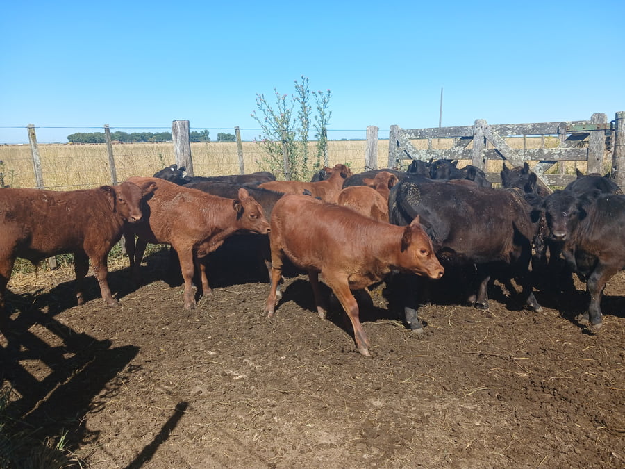 Lote 20 Terneros/as en Rauch