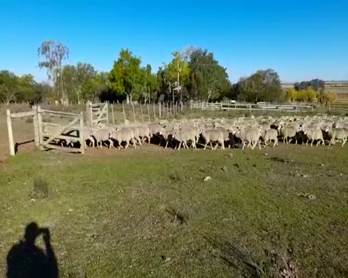 Lote 200 Borregos en Artigas