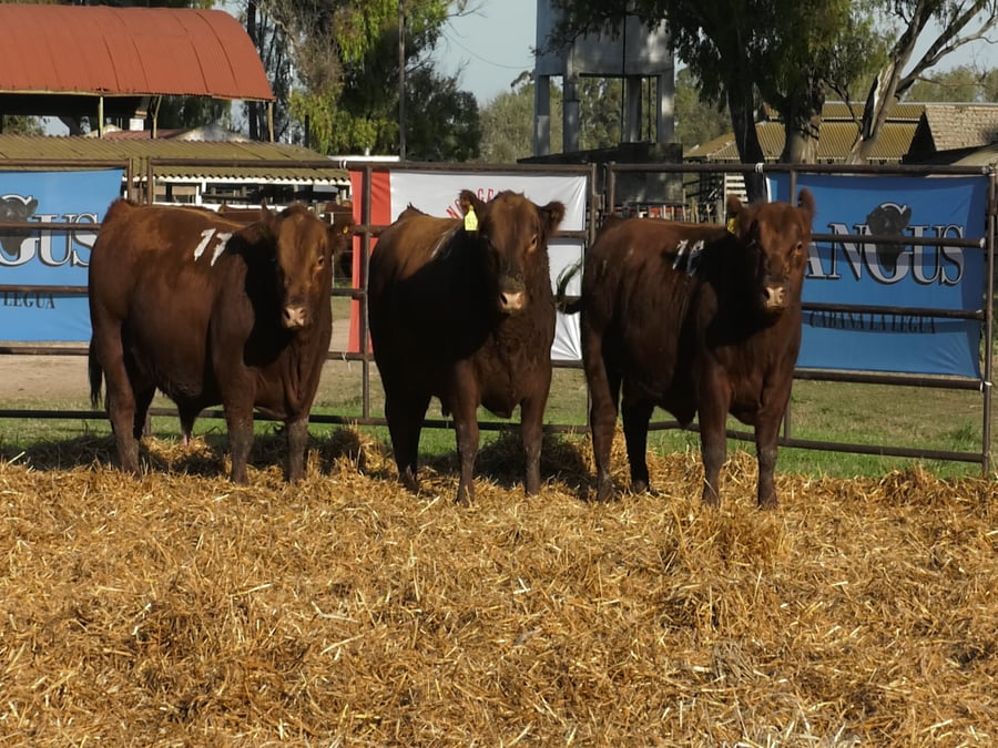 Lote TOROS ANGUS COLORADOS PC