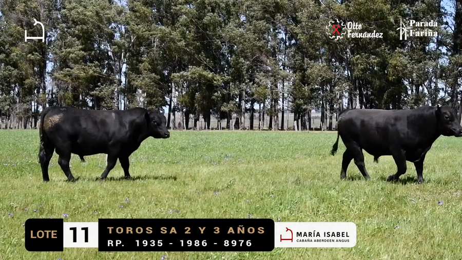 Lote LOTE 11