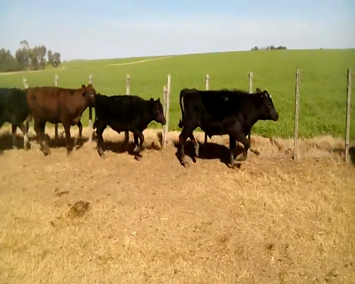 Lote 15 Terneros en Colonia