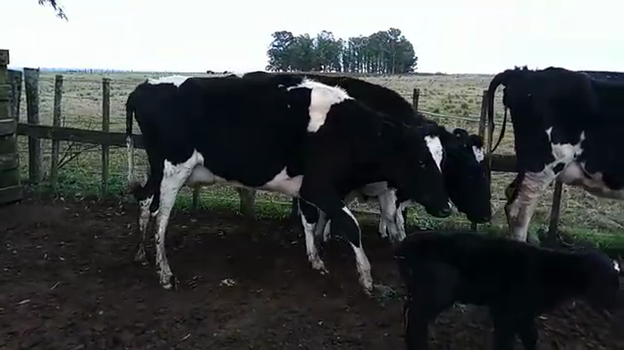 Lote 6 Piezas de cría HOLANDO a remate en PANTALLA CAMY, San José