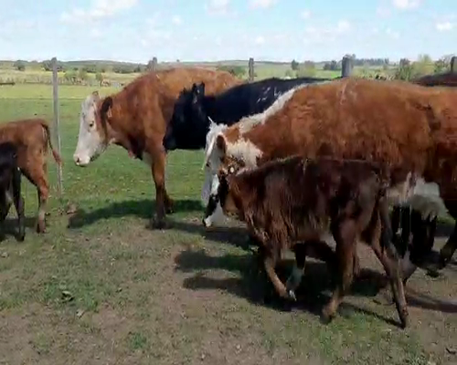 Lote 18 Ovejas piezas de cría a remate en Feria por pantalla, San José