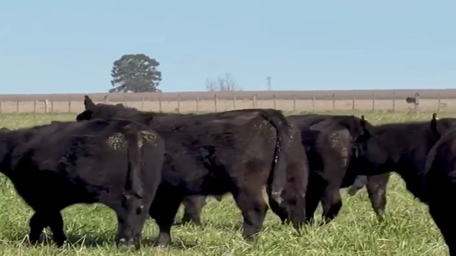 Lote 40 Vaquillonas preñadas