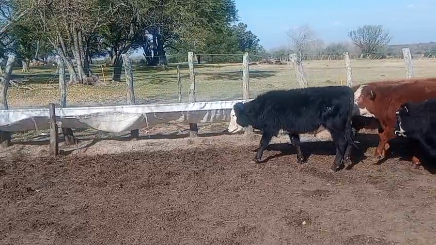 Lote 19 Terneros/as