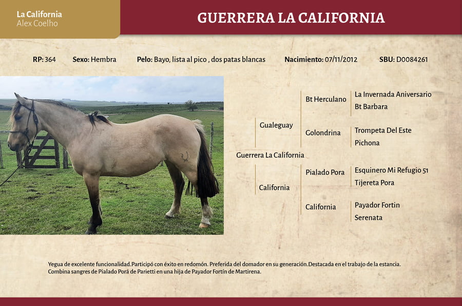 Lote Guerrera La California (RP 364) - Cabaña La California