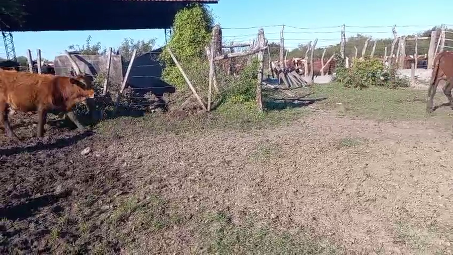 Lote 80 Terneros