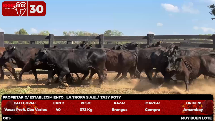 Lote LOTE 30 - POR PANTALLA