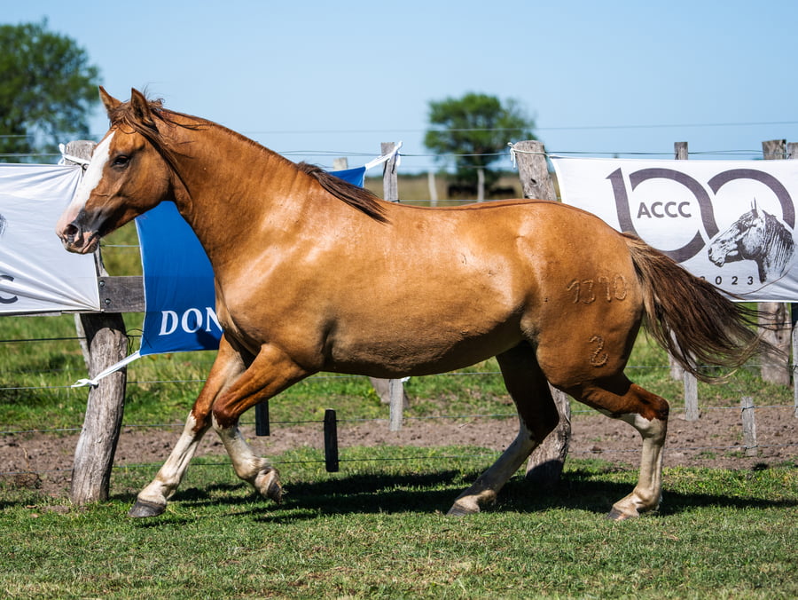 Lote CUNUMI 1370 PIOJITA