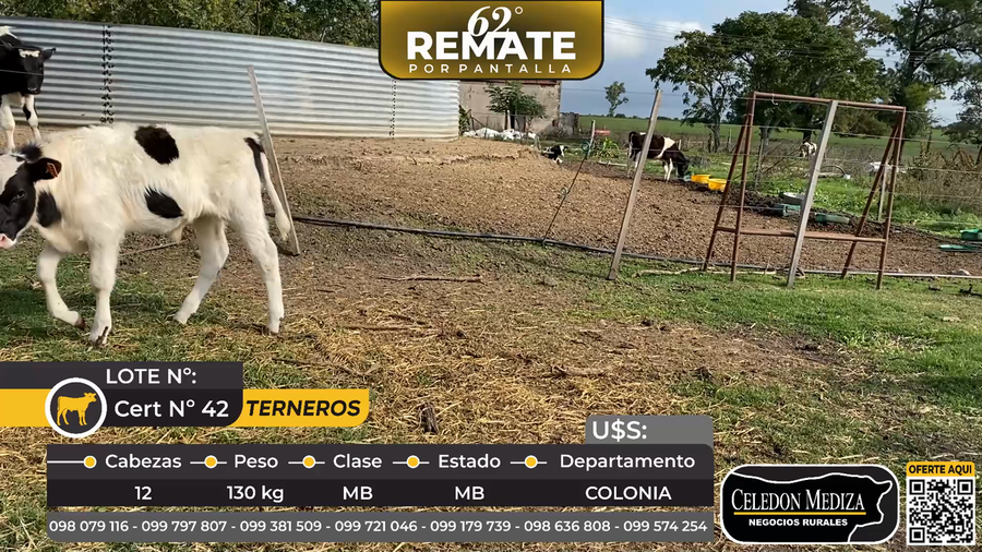 Lote 12 Terneros en San Luis, a 7 km de Tarariras, Colonia