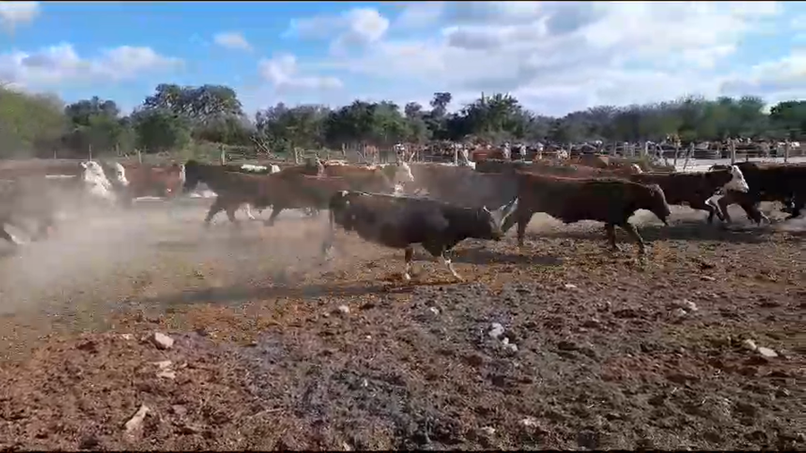 Lote 47 Terneros Braford y sus cruzas en Cululú, Santa Fe