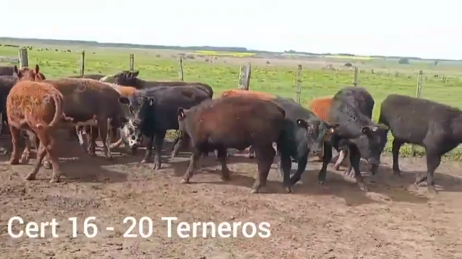 Lote TERNEROS
