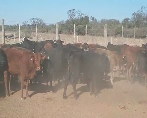 Lote 110 Terneras en Tintina, Santiago del Estero