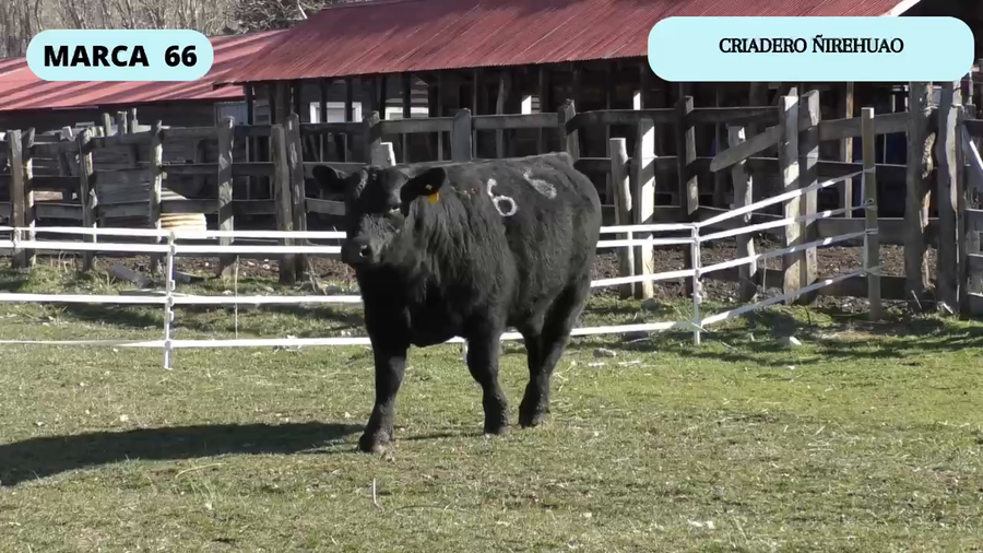 Lote 1 Toro en XI Región Aysén, Coyhaique