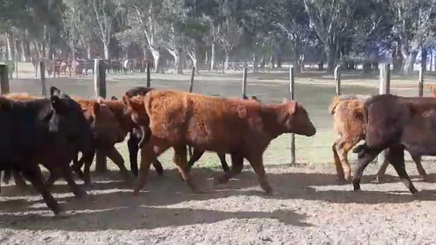 Lote 60 Terneras en Cañuelas, Buenos Aires