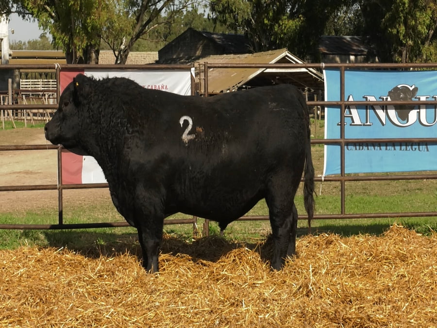 Lote TOROS ANGUS NEGROS PC