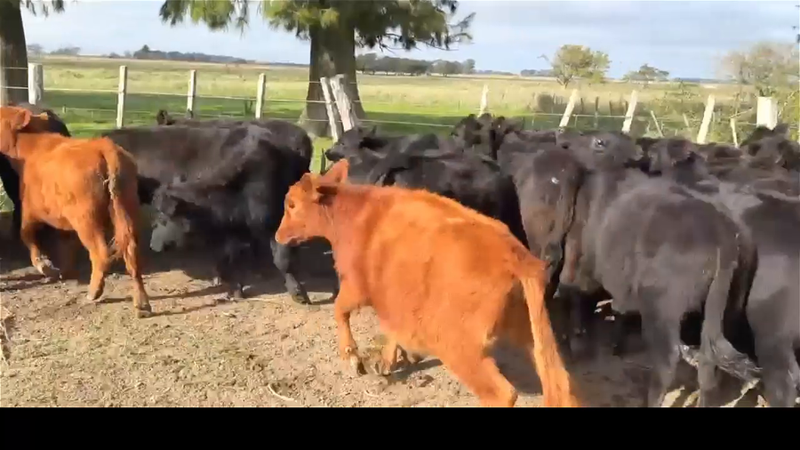 Lote 69 terneros/as