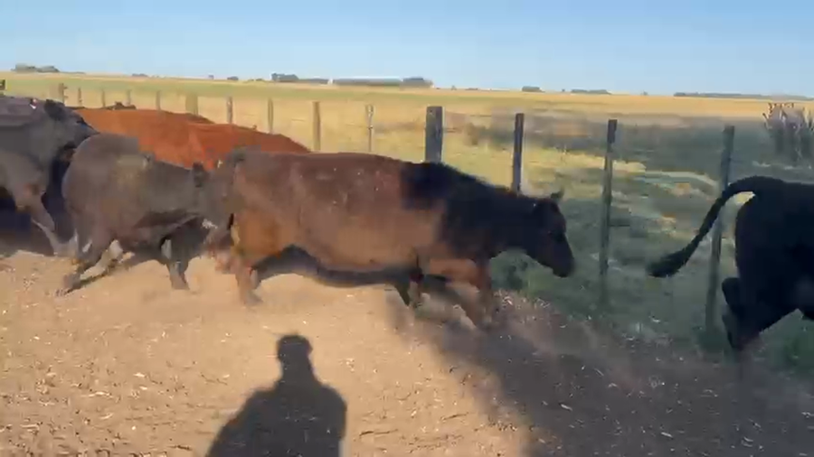 Lote 50 Vacas nuevas Preñadas