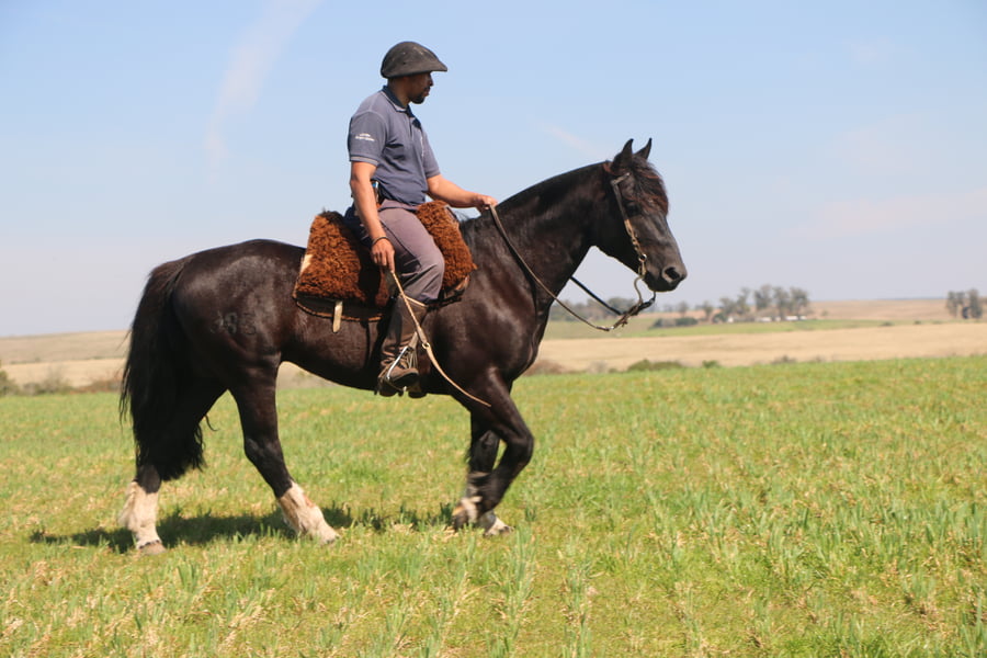 Lote TIZON DEL CONVENTOS