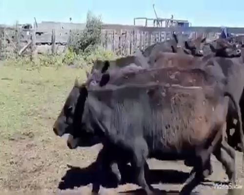 Lote 50 Novillitos en Maipú, Buenos Aires