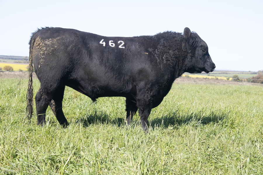 Lote 36