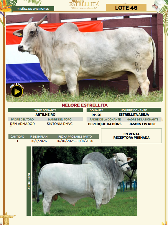 Lote LOTE 46