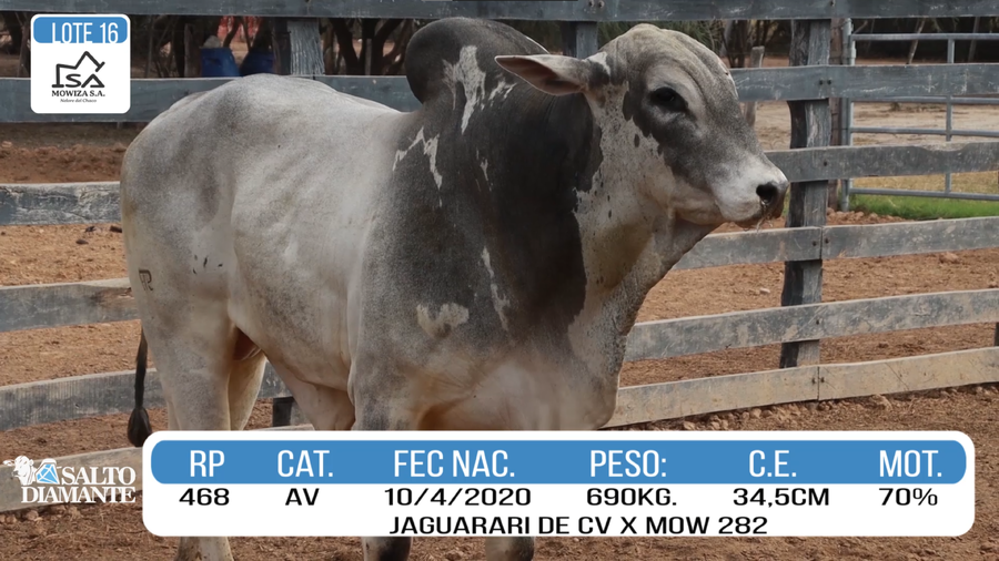 Lote LOTE 16