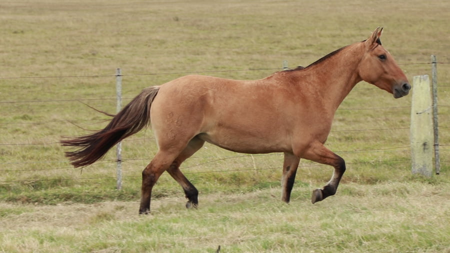 Lote REDOMONA Carbonera 5