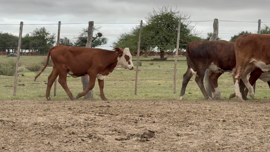 Lote 60 Terneras