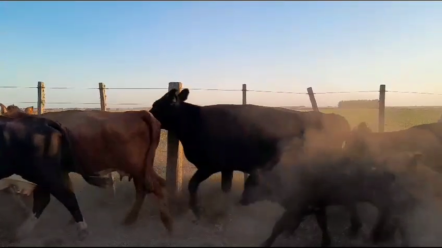 Lote 24 Piezas de cría Angus y Hereford a remate en Pantalla Camy en San Gregorio