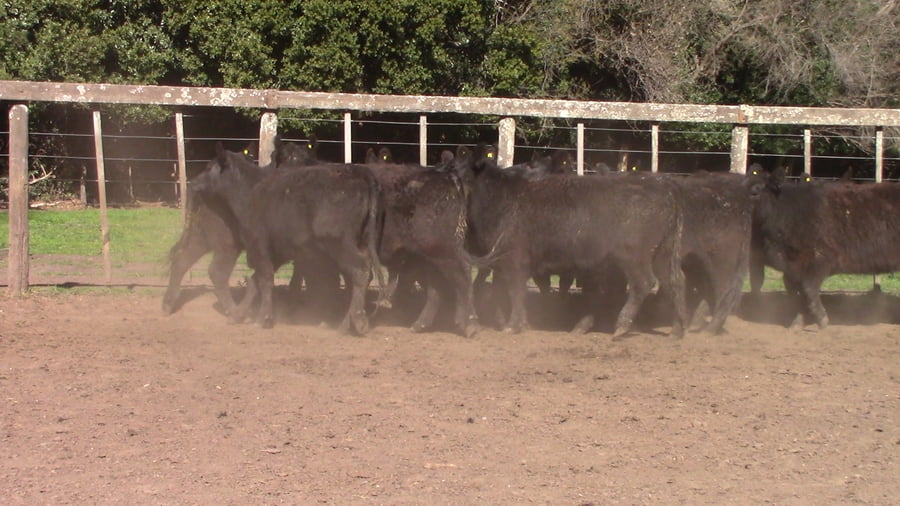 Lote VAQUILLONAS PURAS POR CRUZAS CONTROLADAS ( C/ servicio)