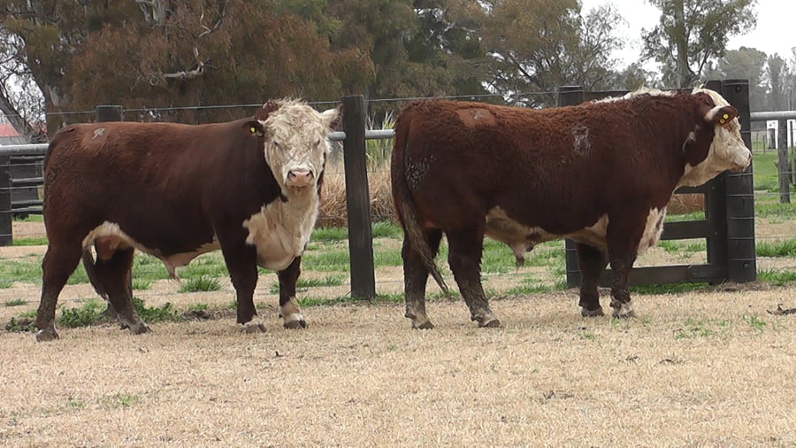 Lote TOROS P. HEREFORD S/
