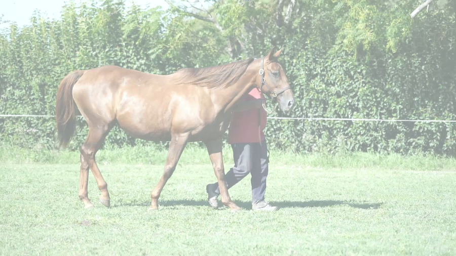 Lote AGUSTINA'S SMILE (PURE PRIZE - AGUSTINA STRIKE)  Preñez por EMOTION ORPEN