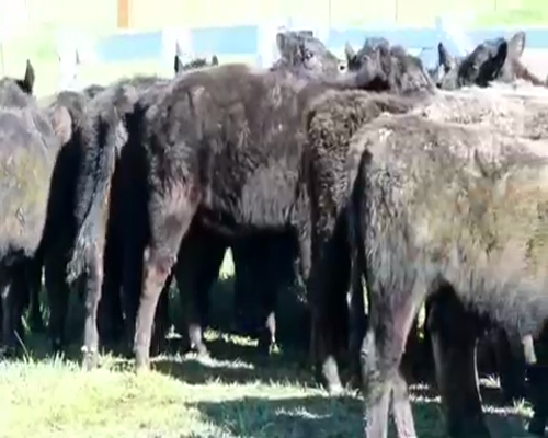 Lote 30 Terneras en Brandsen, Buenos Aires