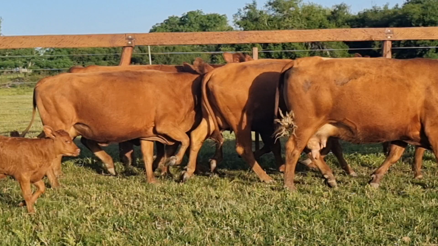Lote 44 Vacas con Cría