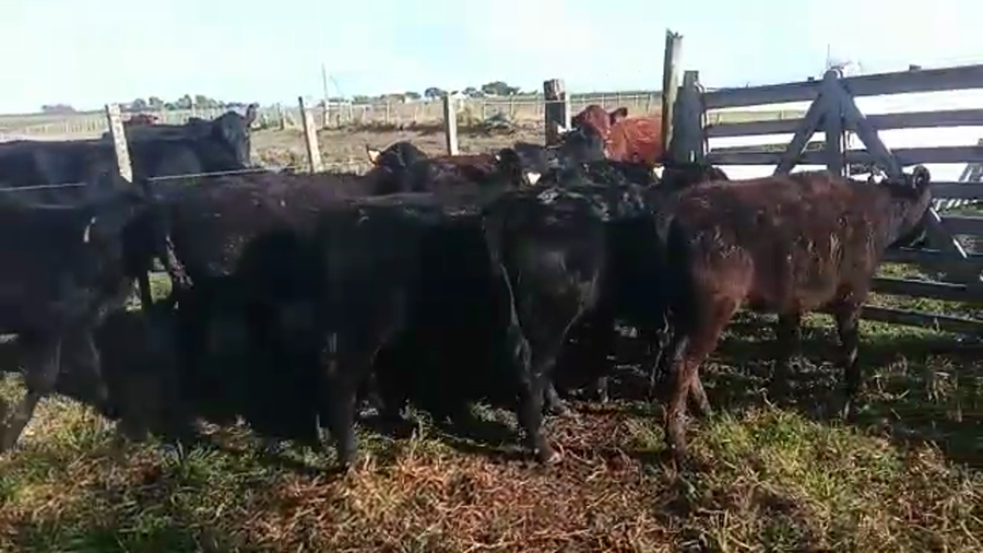 Lote 9 Terneras a remate en PANTALLA CAMY 190kg - , San José