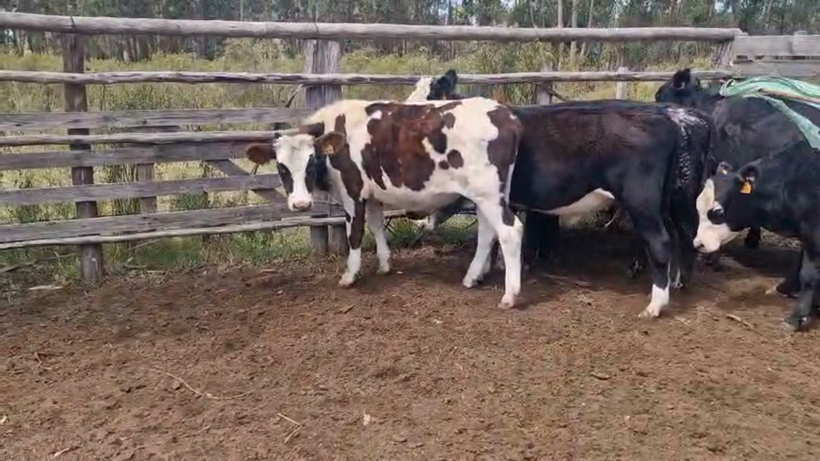 Lote 13 Terneros a remate en Pantalla Camy - Aniversario 31 Años, San José